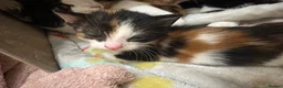 Domestic Shorthair cats for sale: kittens available - Advert 3