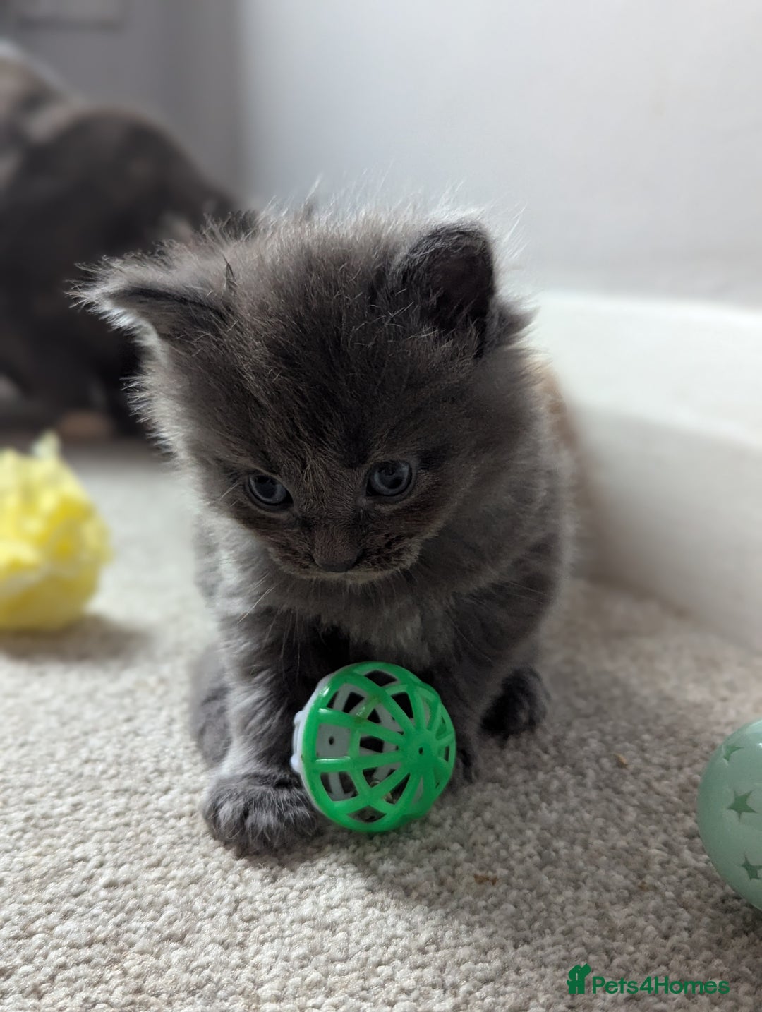 Maine Coon cats for sale: Maine Coon Kittens - Image 14