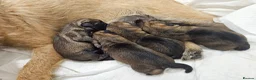 Border Terrier dogs for sale: BORDER TERRIER. - Advert 3