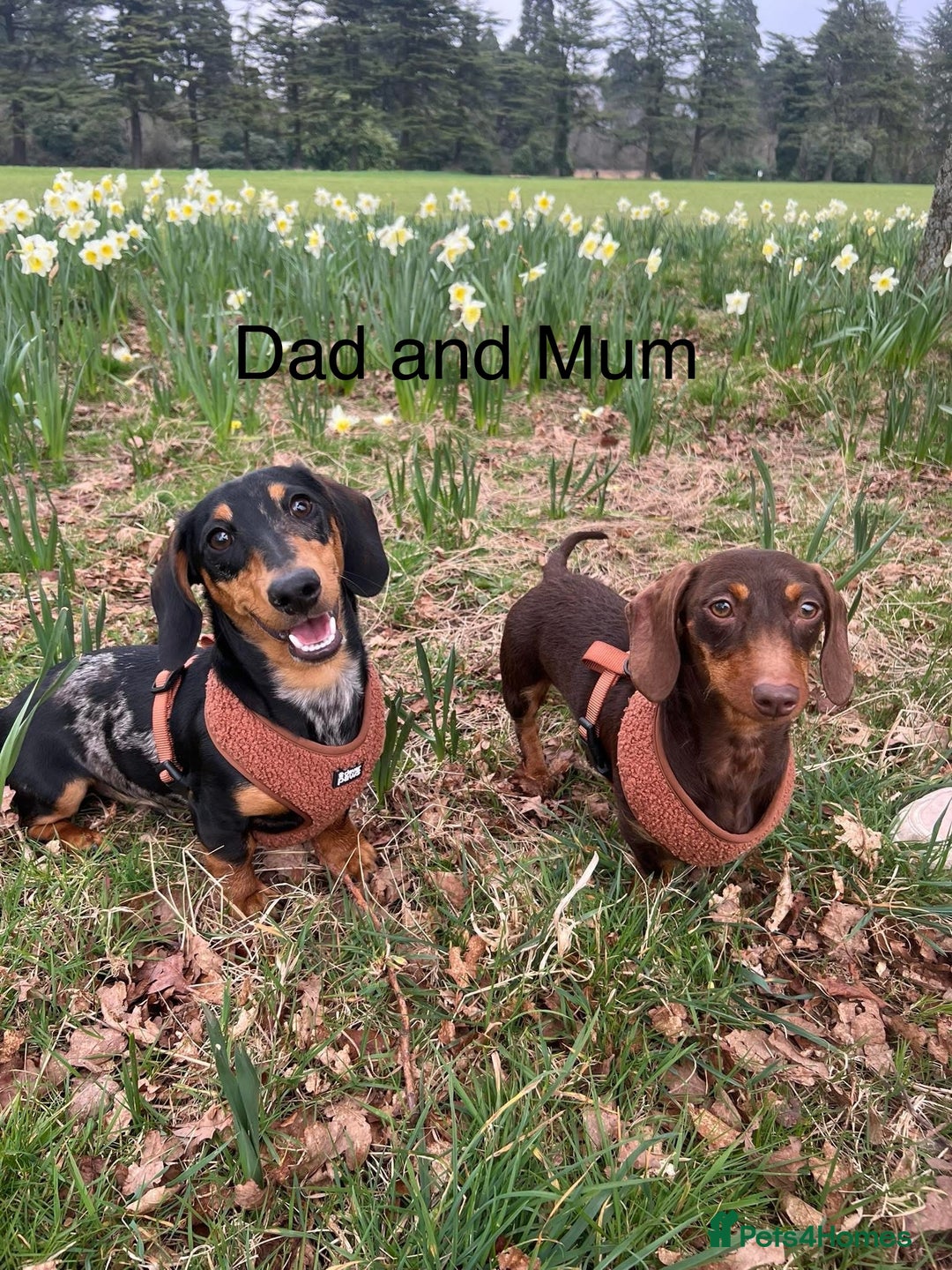 Dachshund dogs for sale: 5 beautiful daschund’s for sale  - Image 17