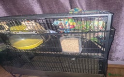 Budgerigars birds for sale: 4 budgies and extra large cage  - Image 1
