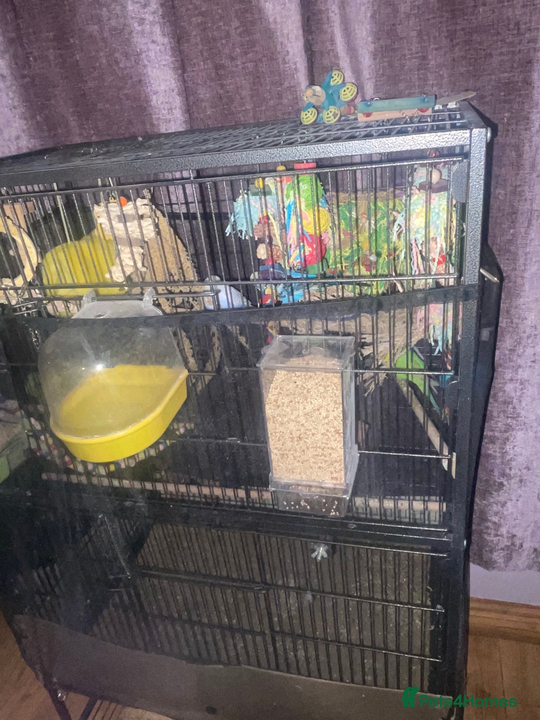 Budgerigars birds for sale: 4 budgies and extra large cage  - Image 1