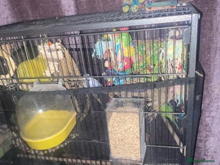 Budgerigars birds - Advert 1