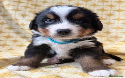 Bernese Mountain Dog dogs for sale: Kc Reg Bernese mountain dogs  - Image 6