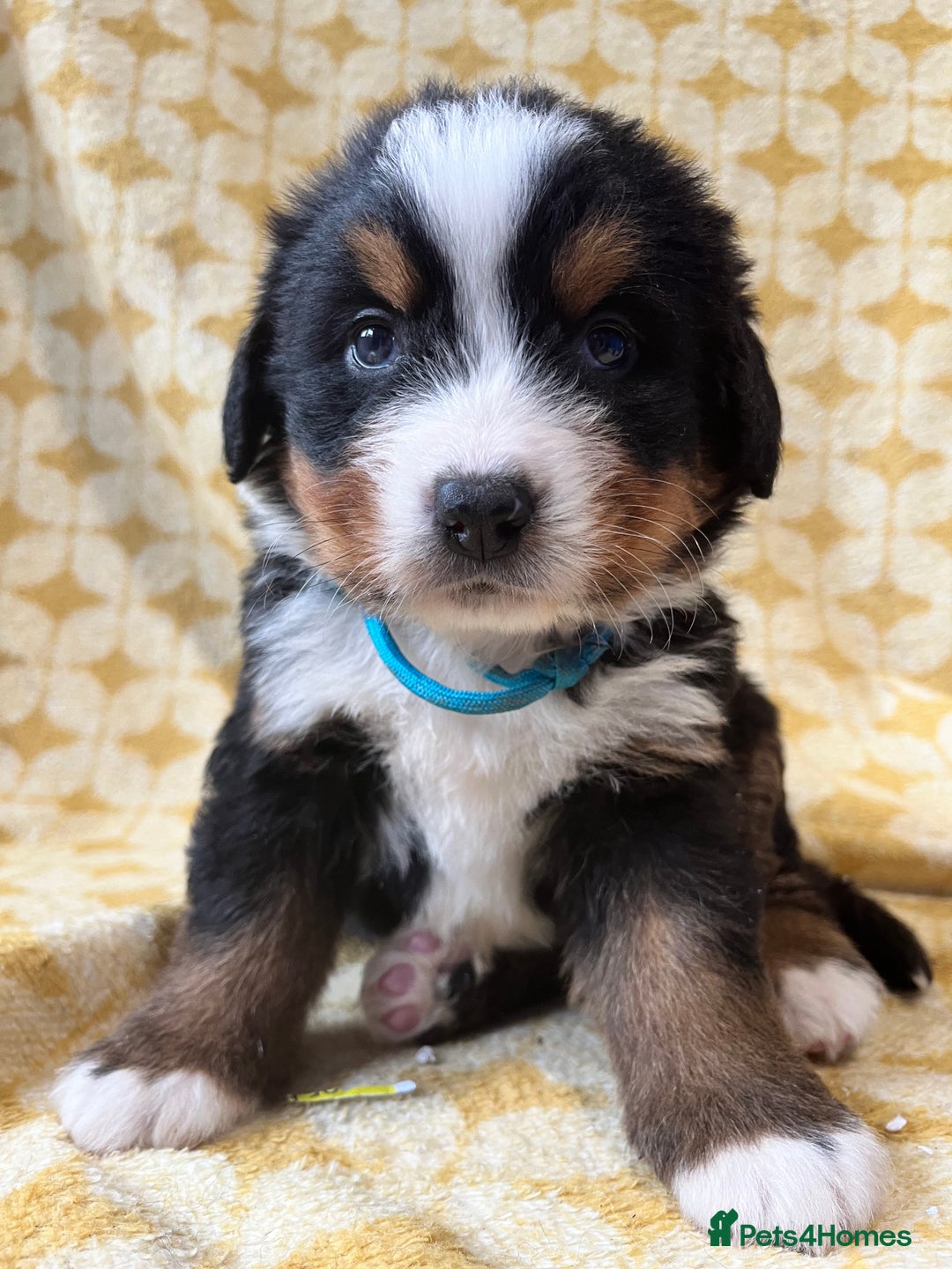 Bernese Mountain Dog dogs for sale: Kc Reg Bernese mountain dogs  - Image 6