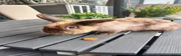 Lionhead rabbits for sale: 2 Rabbits in Doncaster - Advert 3