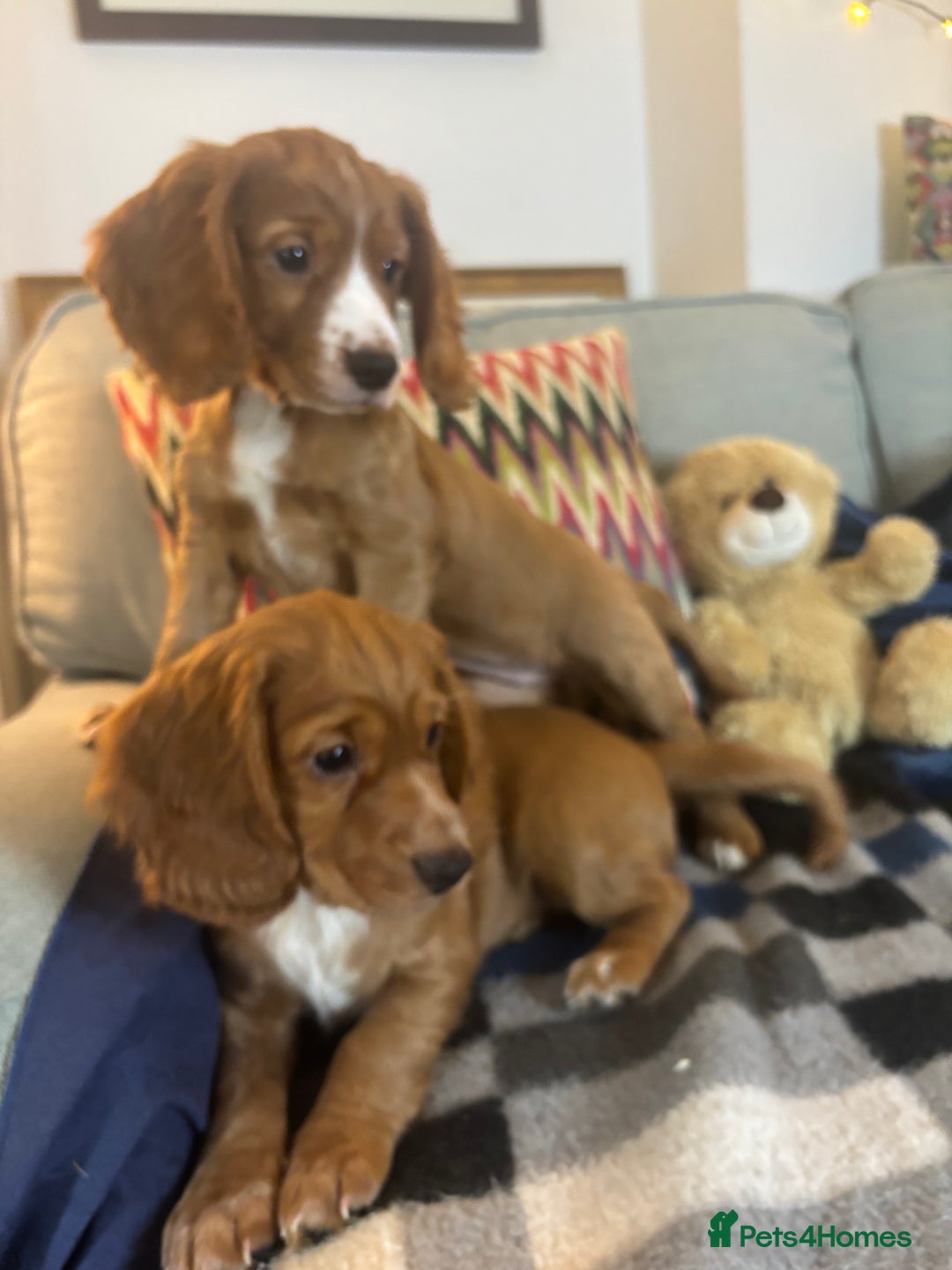 Cocker Spaniel dogs for sale: KC Cocker spaniel pups  - Image 6