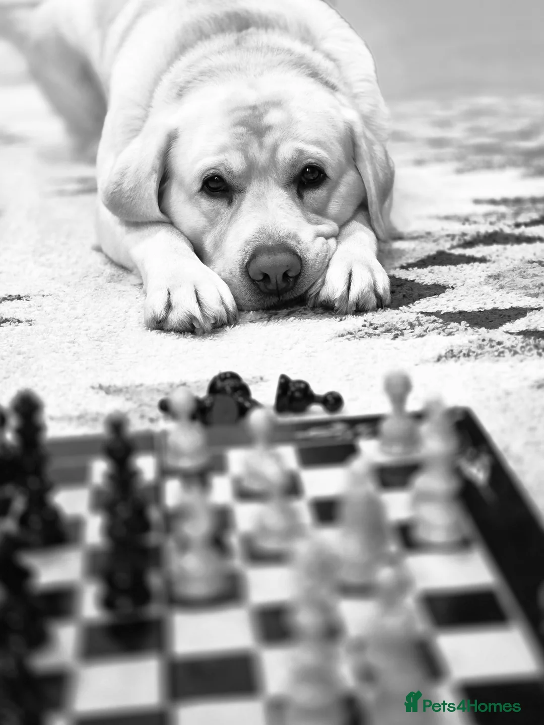 Labrador Retriever dogs for stud: Stunning Labrador, Champion Lines, Discounted Fee in Huddersfield - Advert 5