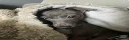 Italian Greyhound dogs for sale: Kc reg iggy - Advert 5