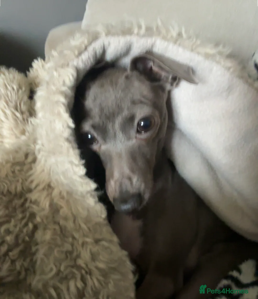 Italian Greyhound dogs for sale: Kc reg iggy - Advert 5