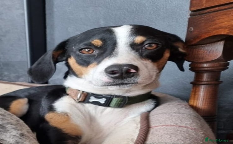 Mixed Breed dogs - Advert 1