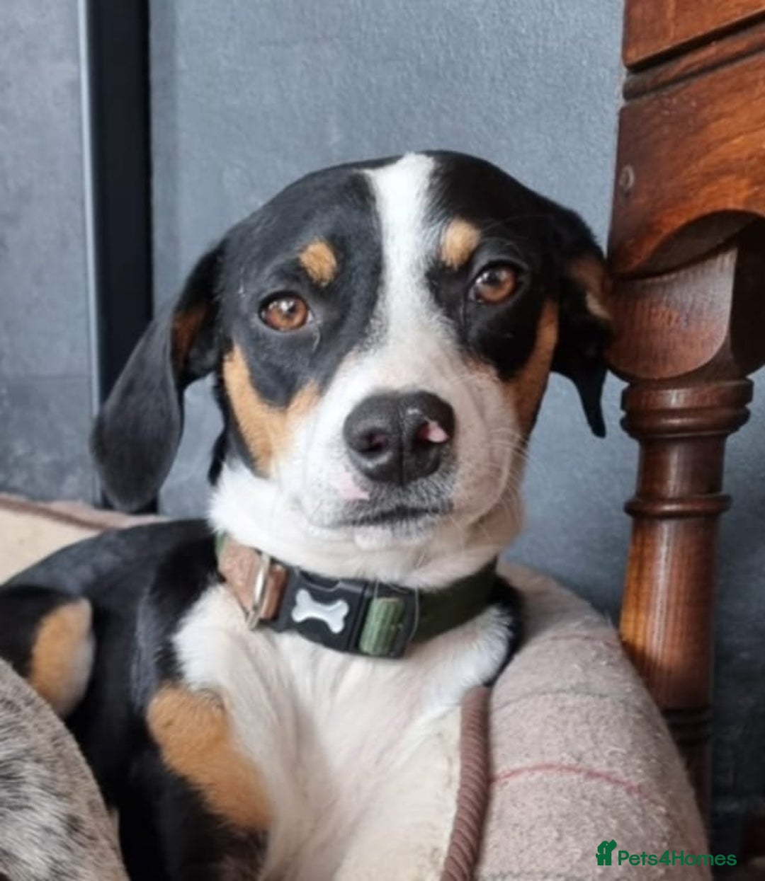Mixed Breed dogs for adoption: Harry the small cheeky boy  - Image 1