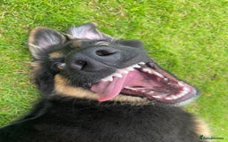 Mixed Breed dogs for sale: German Shepard/collie - Image 7
