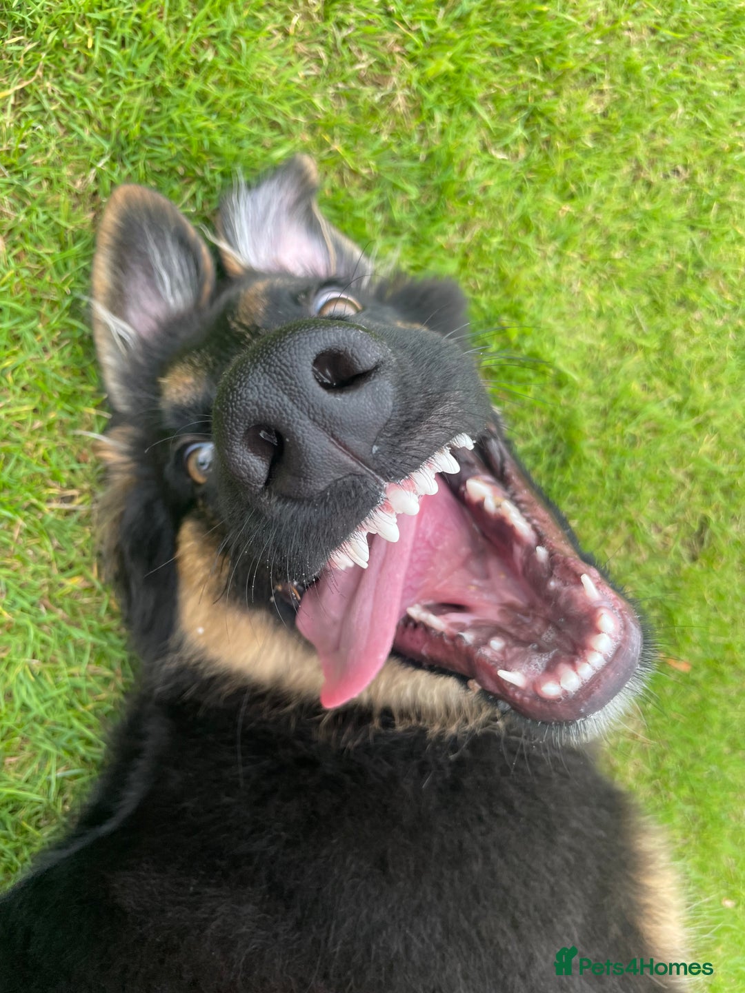 Mixed Breed dogs for sale: German Shepard/collie - Image 7