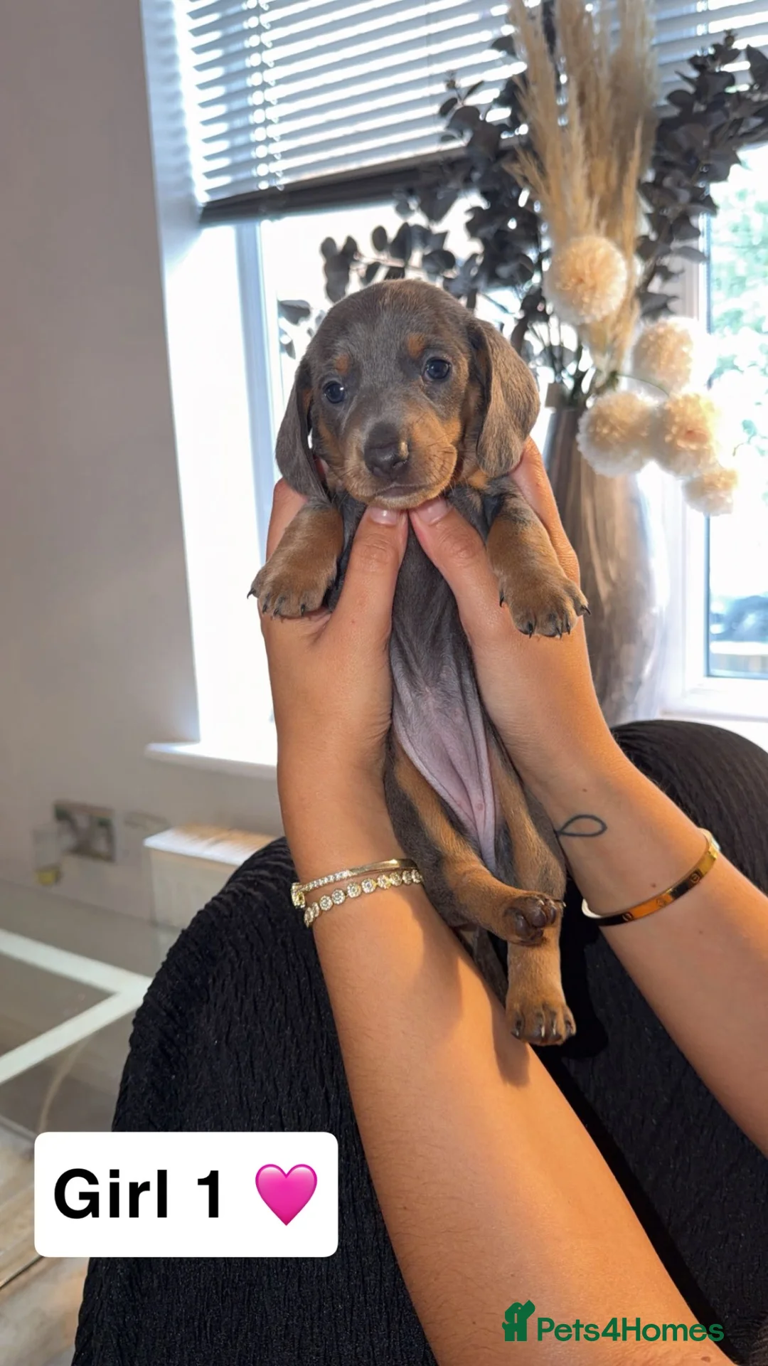 Dachshund dogs for sale: 🩷 2 Beautiful Isabella and Tan Dachshund Girls 🩷 - Advert 1