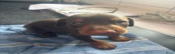 Dobermann dogs for sale: Beautiful Doberman puppues - Advert 23