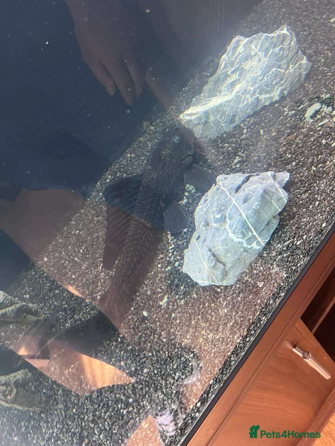 Plecos fish for sale: 2x Large common plecos  in Lincoln - Advert 5