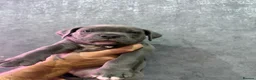 American Bully dogs for sale: ABKC REGISTERED POCKET BULLYS - Advert 5