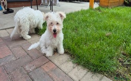 Mixed Breed dogs for sale: Gorgeous little girls in Liverpool - Image 25