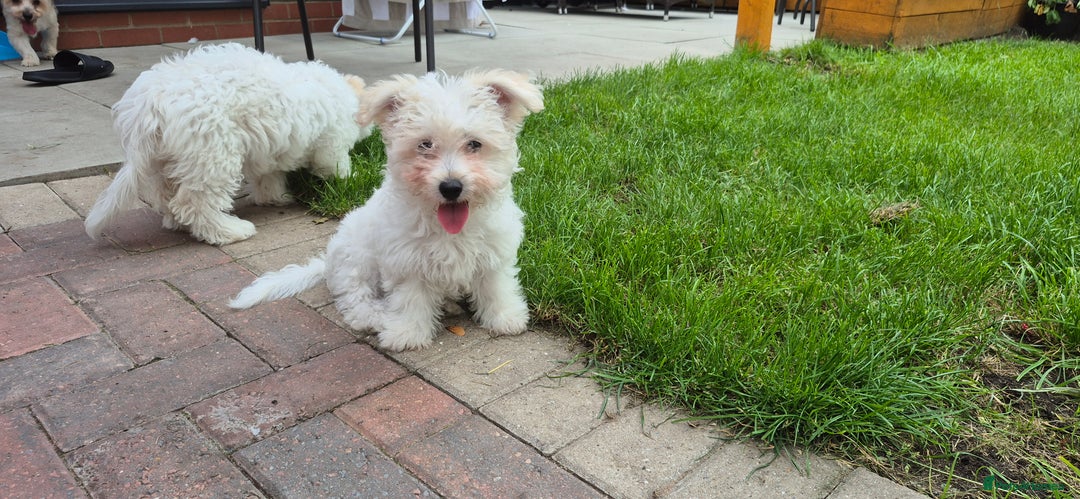 Mixed Breed dogs for sale: Gorgeous little girls in Liverpool - Image 25