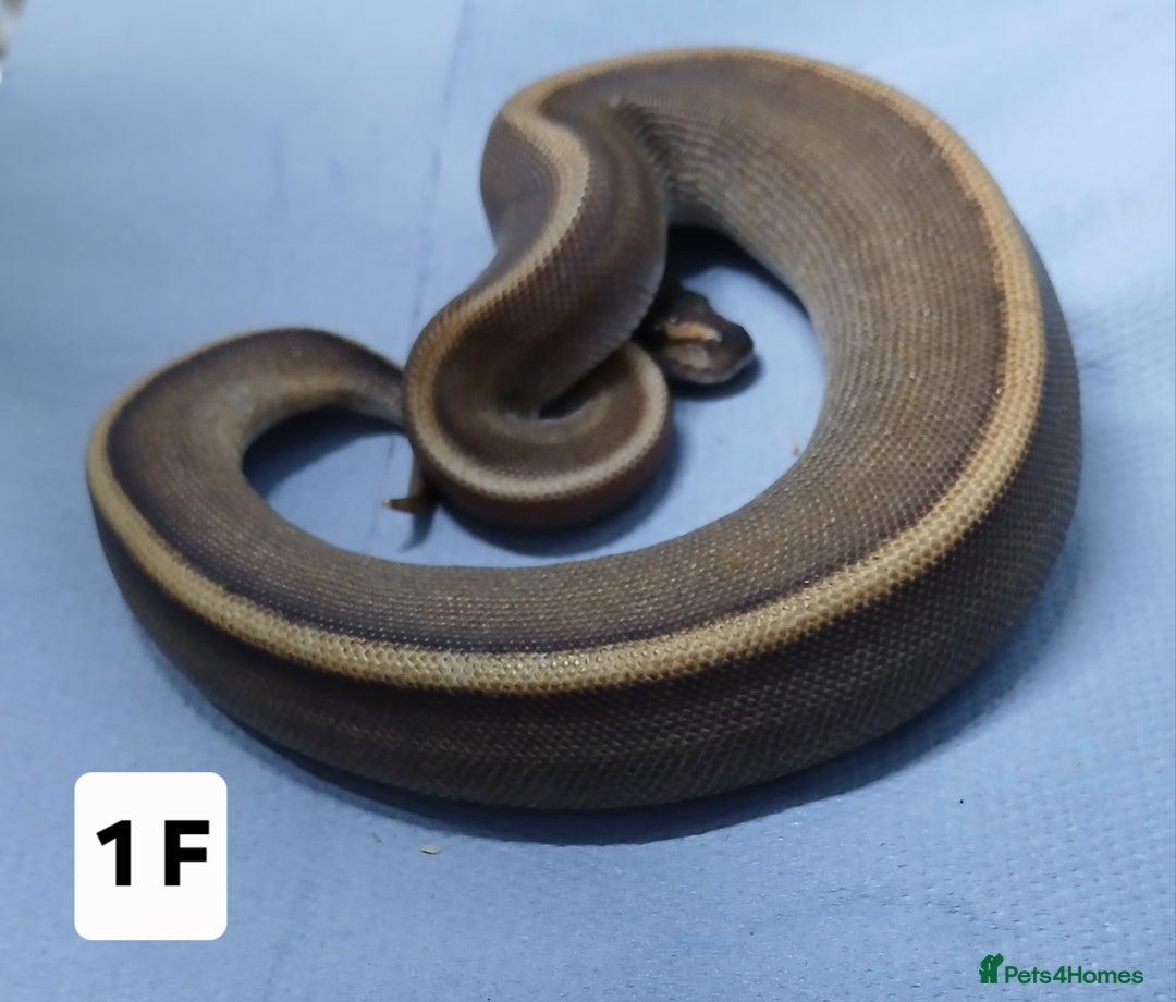 Python Snake reptiles for sale: Hatchling Royal Python's Females  - Advert 7