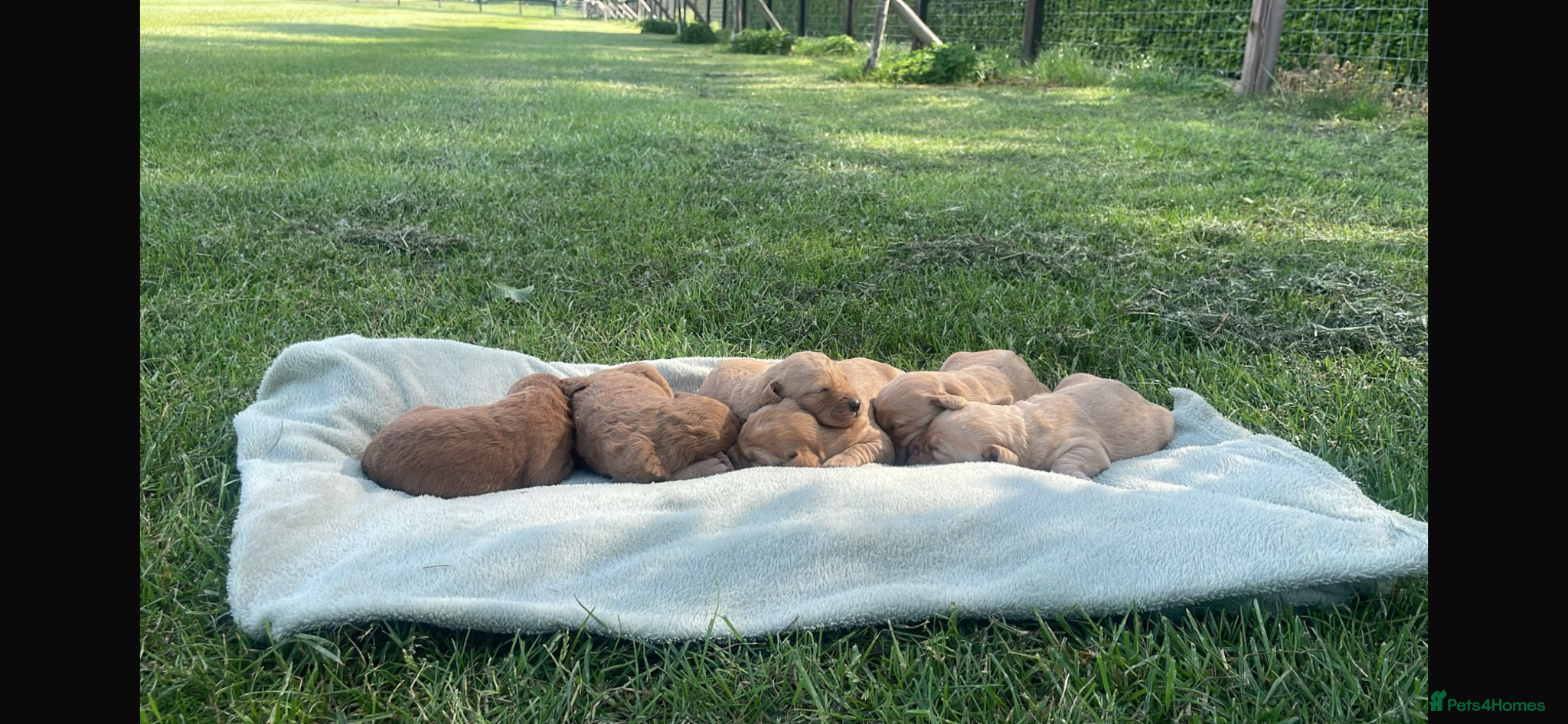 Labradoodle dogs F1 Miniature Labradoodle puppies  - Advert 1