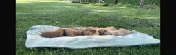 Labradoodle dogs for sale: F1 Miniature Labradoodle puppies  - Advert 1