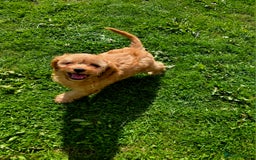 Cavapoo dogs for sale: Ready soon, TOY F1 RED CAVAPOOS DNA CLEAR - Image 13