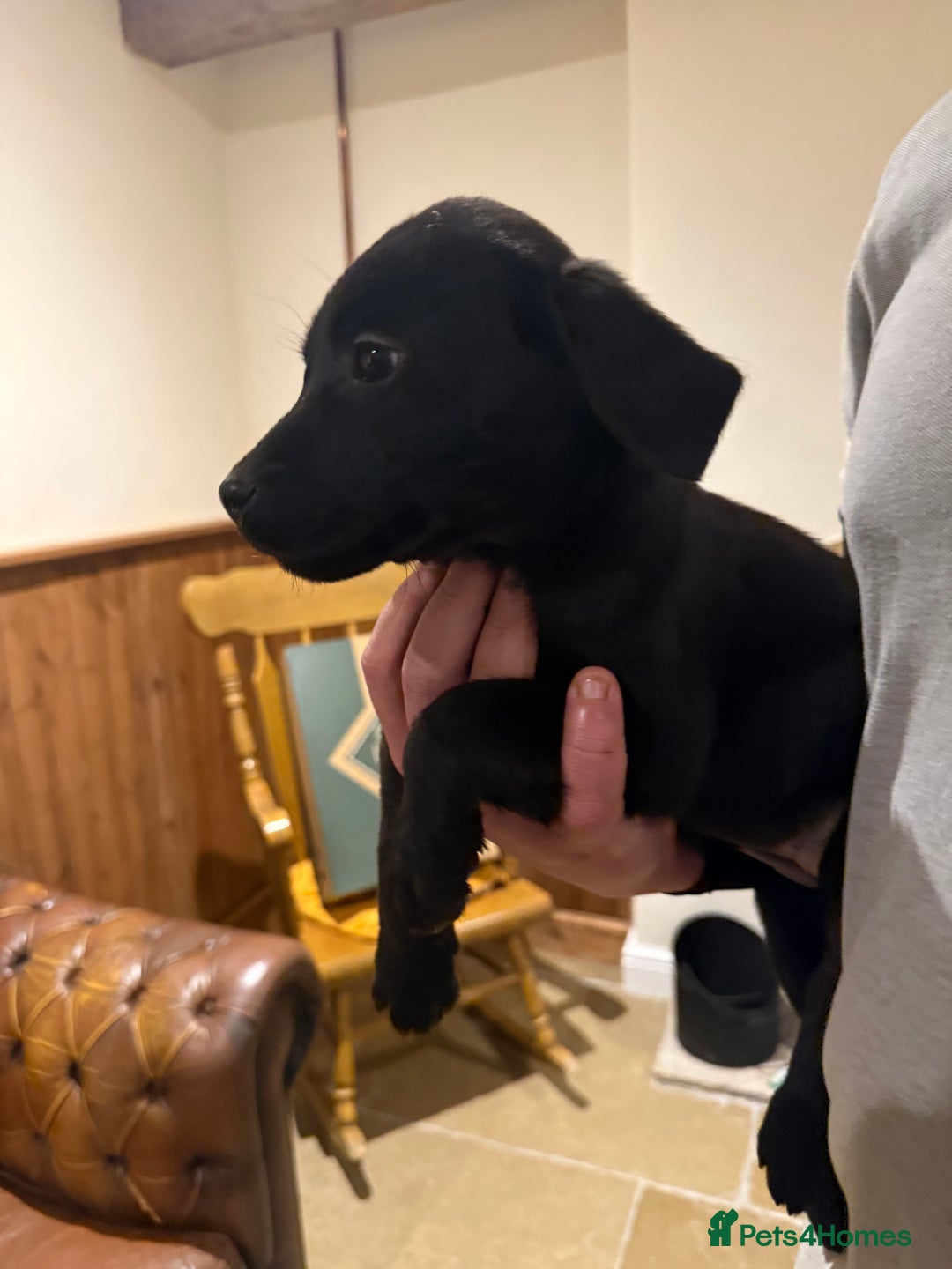 Labrador Retriever dogs for sale: KC Working Labrador Bitch - Advert 26