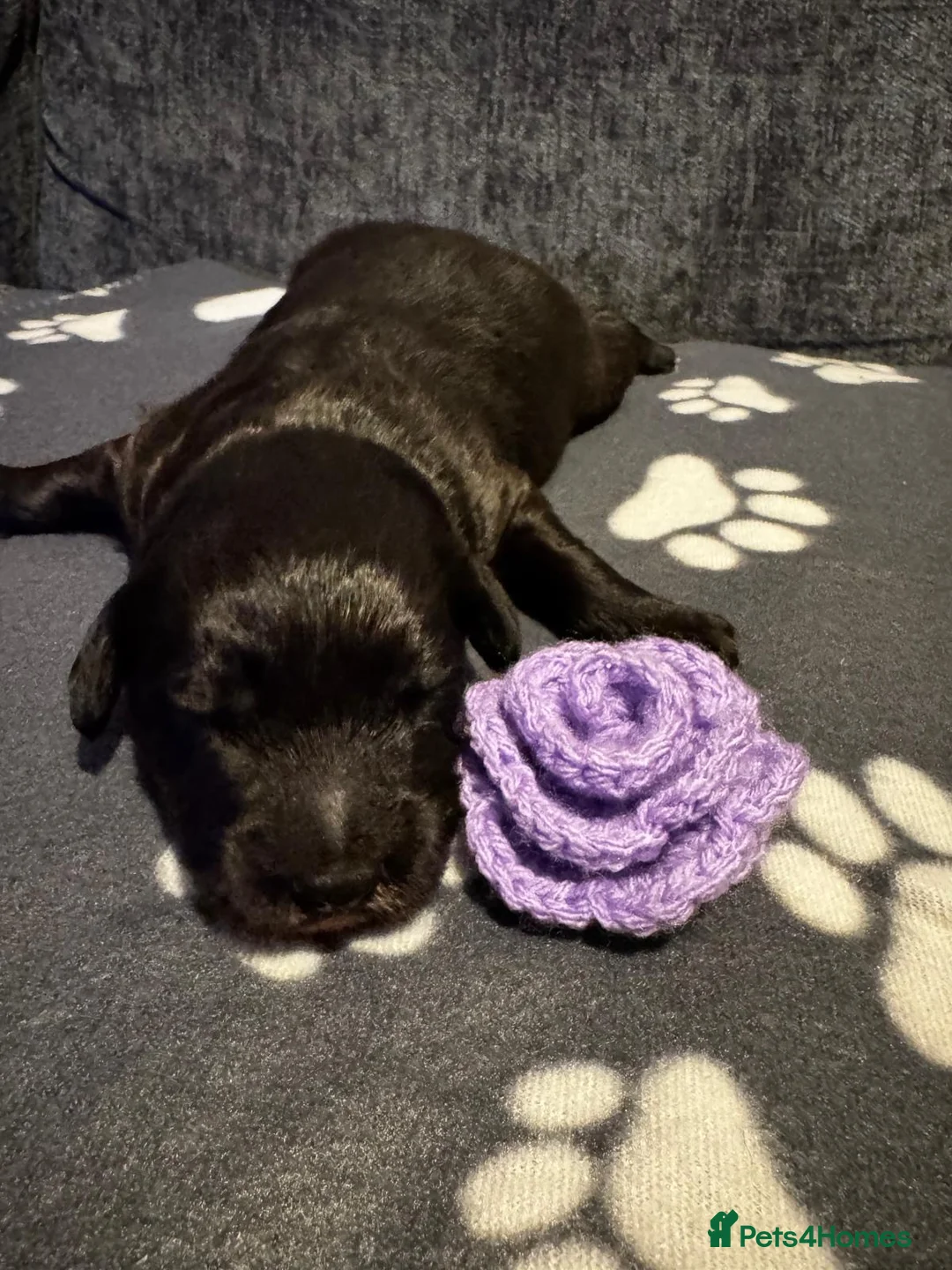Bordoodle dogs for sale: 💜 Beautiful Bordoodle Puppies 💜 - Advert 19