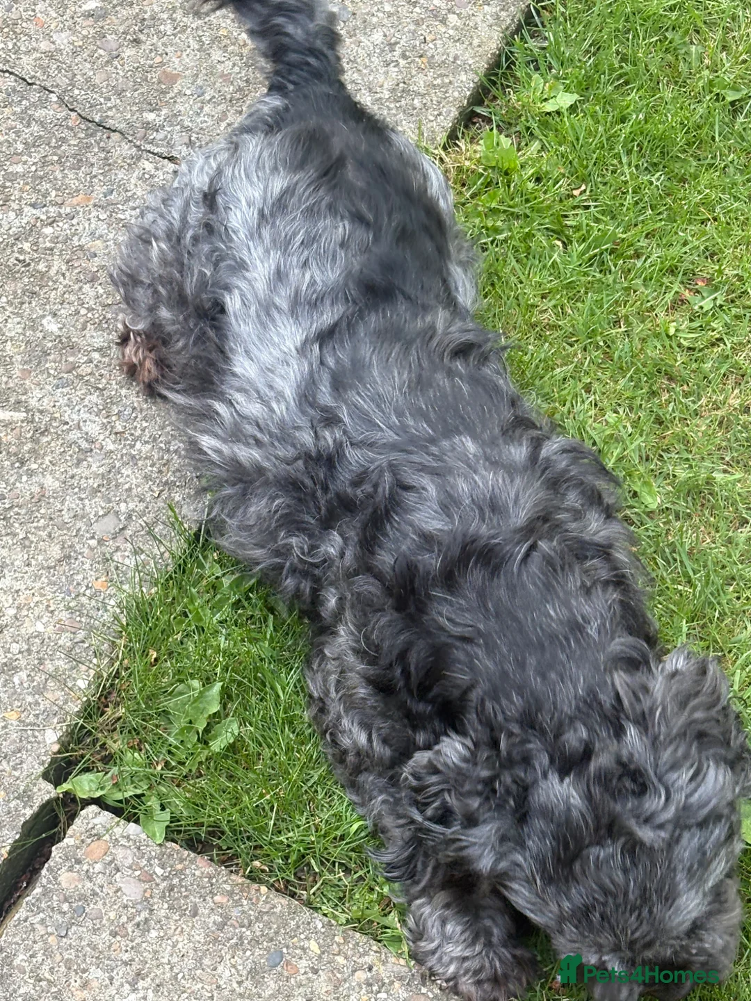 Mixed Breed dogs for sale: Boy shih tzu cross schnauzer  in Immingham - Advert 6