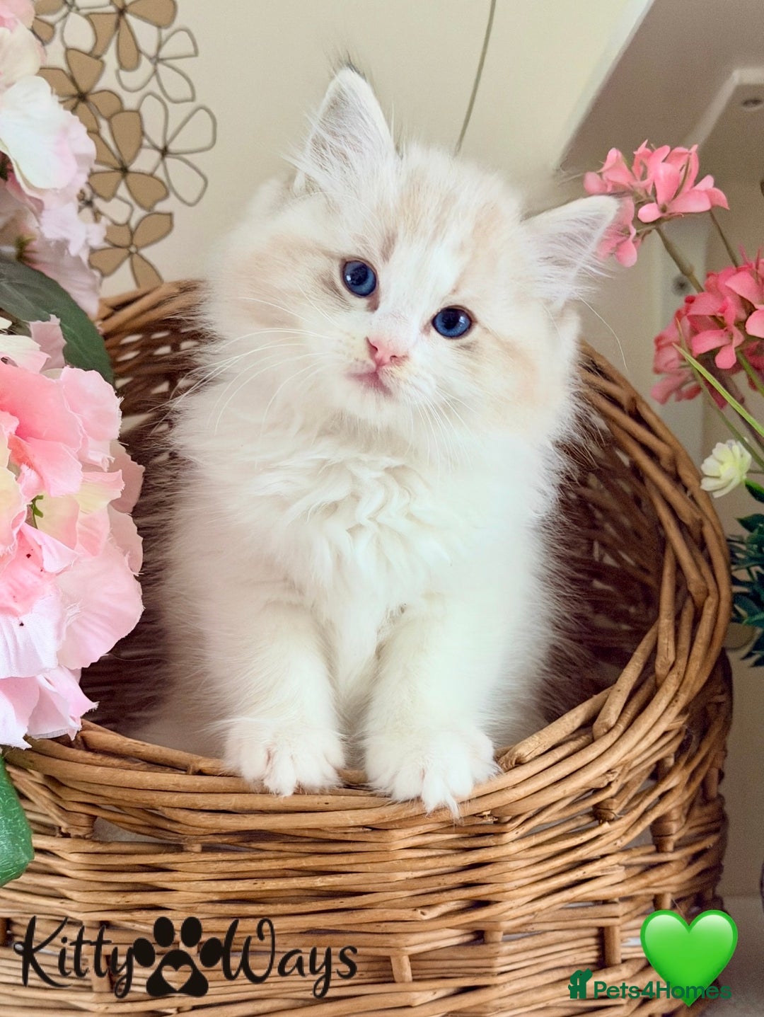 Ragdoll cats for sale: 🐾🩷*TICA REG* LYNX TABBY EU RAGDOLL KITTENS🩵🐾 - Image 4