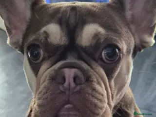 French Bulldog dogs Beautiful pups looking for their forever homes - Advert 13