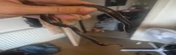 Milk Snake reptiles for sale: Mexican black kingsnake - Advert 3