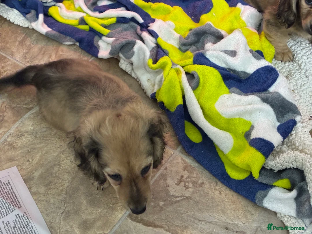 Miniature Dachshund dogs for sale: CREAM LONGHAIRED MIN DACHSHUNDS  - Advert 5