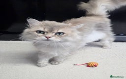 British Longhair cats for sale: Friendly Adult Male 🤍🐾 - Image 4