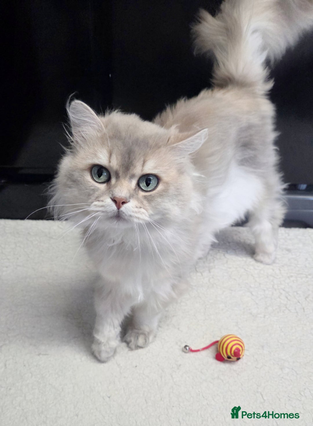 British Longhair cats for sale: Friendly Adult Male 🤍🐾 - Image 4