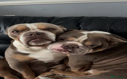 English Bulldog dogs for sale: Rehomimg due to break up - Image 6