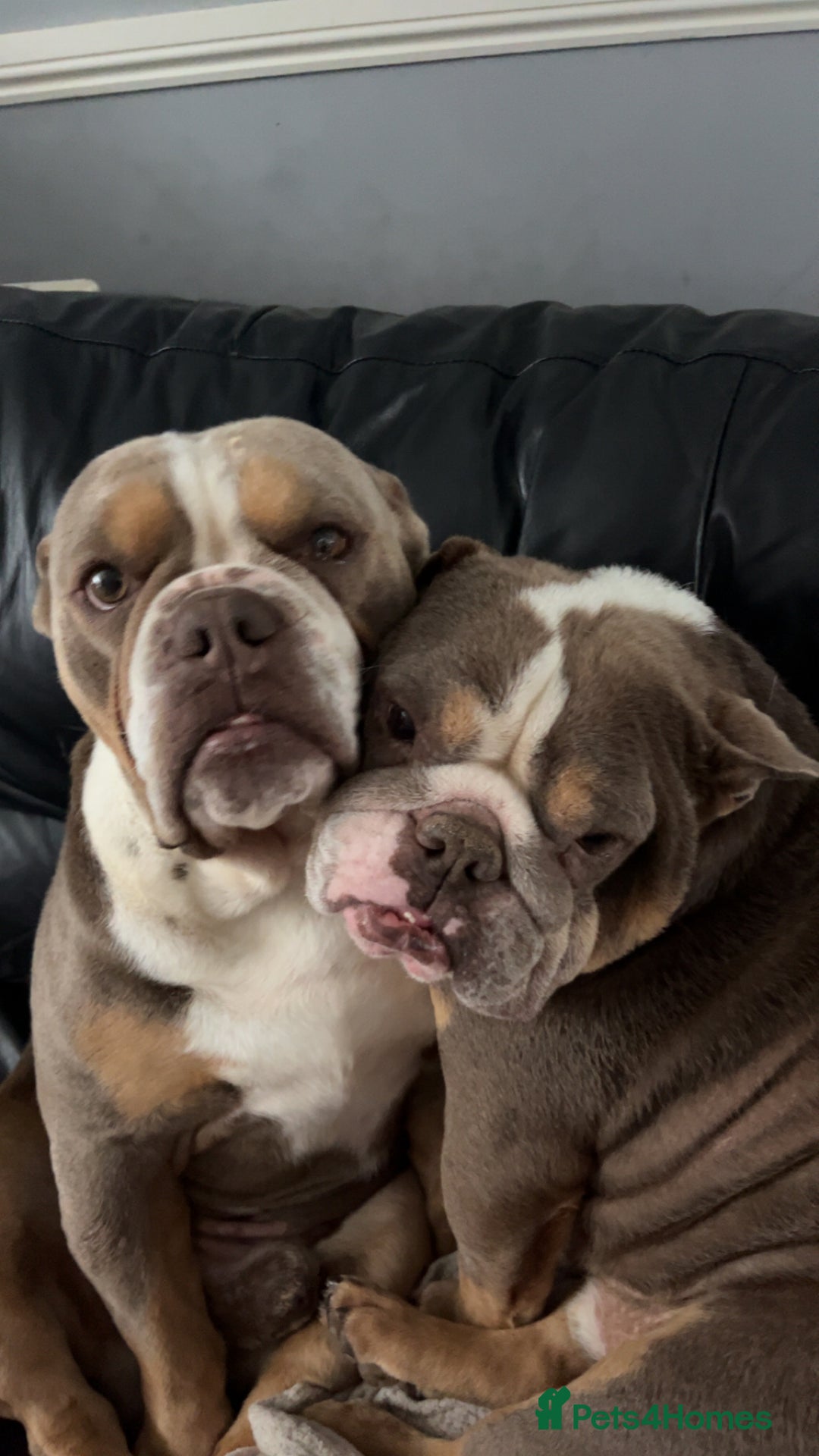English Bulldog dogs for sale: Rehomimg due to break up - Image 6
