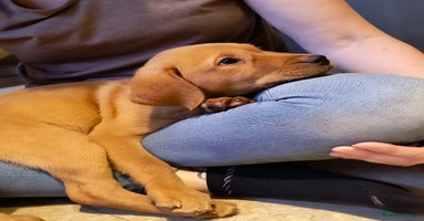 Labrador Retriever dogs - Advert 8