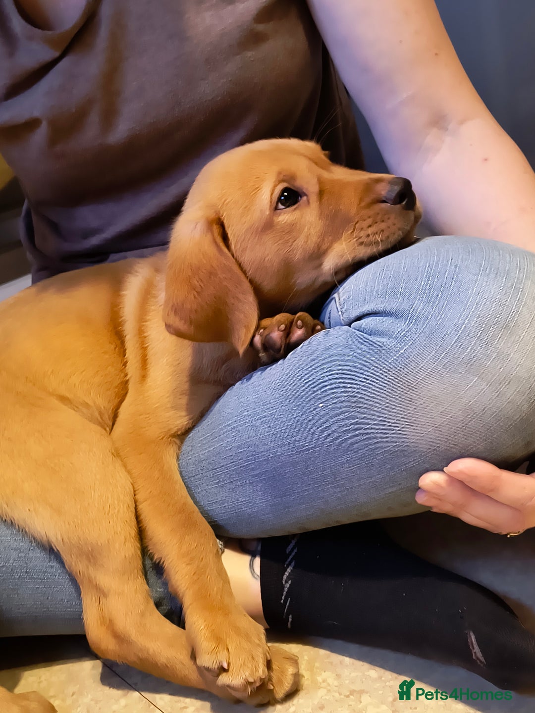 Labrador Retriever dogs for sale: Stunning working Labrador pups KC registered  - Image 2