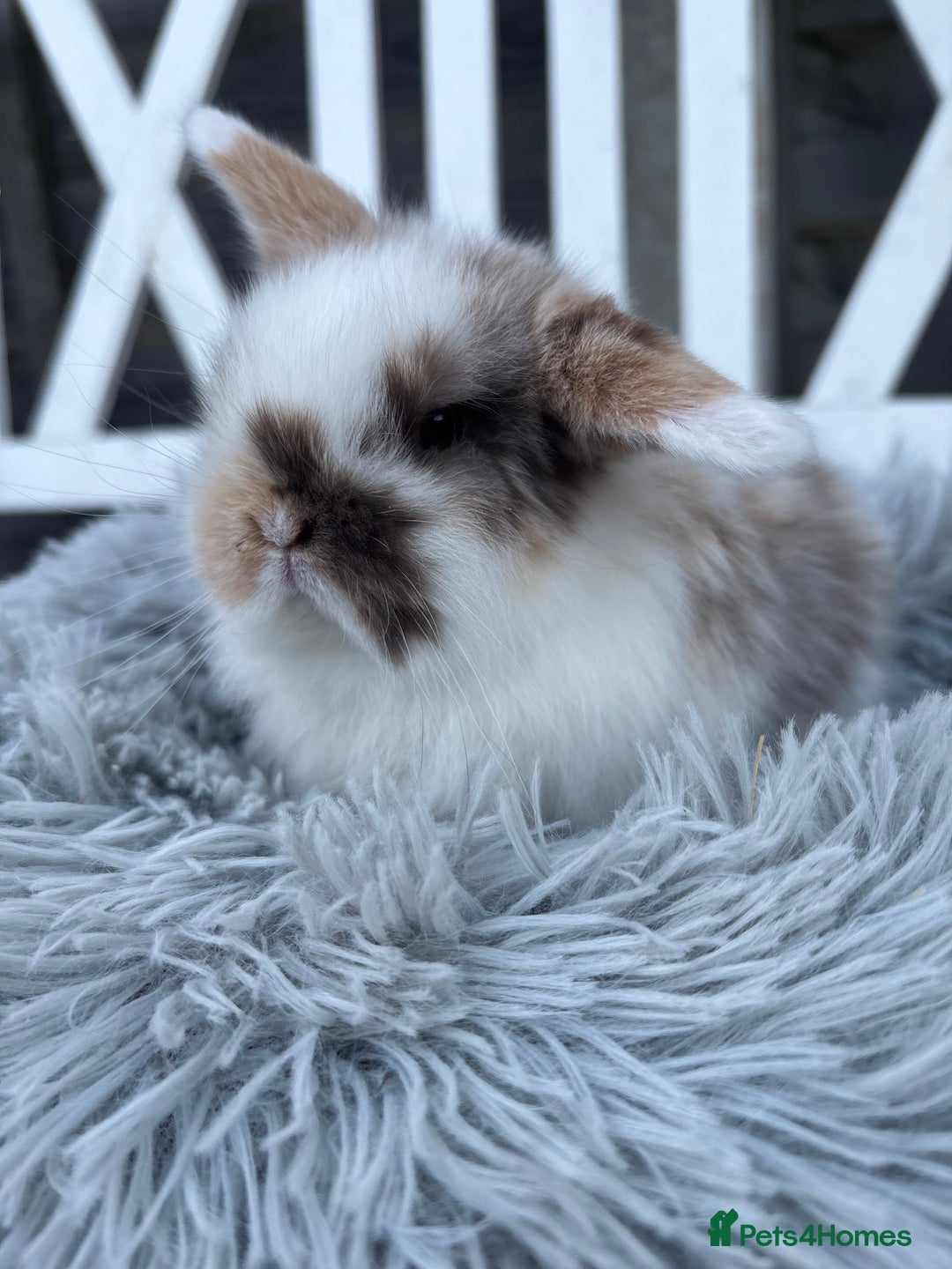 Mini Lop rabbits for sale: 2 Adorable Mini Lop Babies  - Advert 3