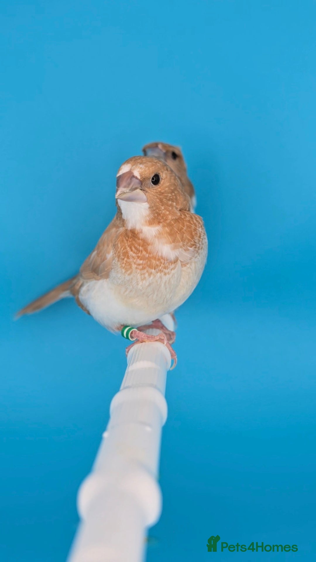 Finches birds for sale: Bengalese finches  - Advert 7