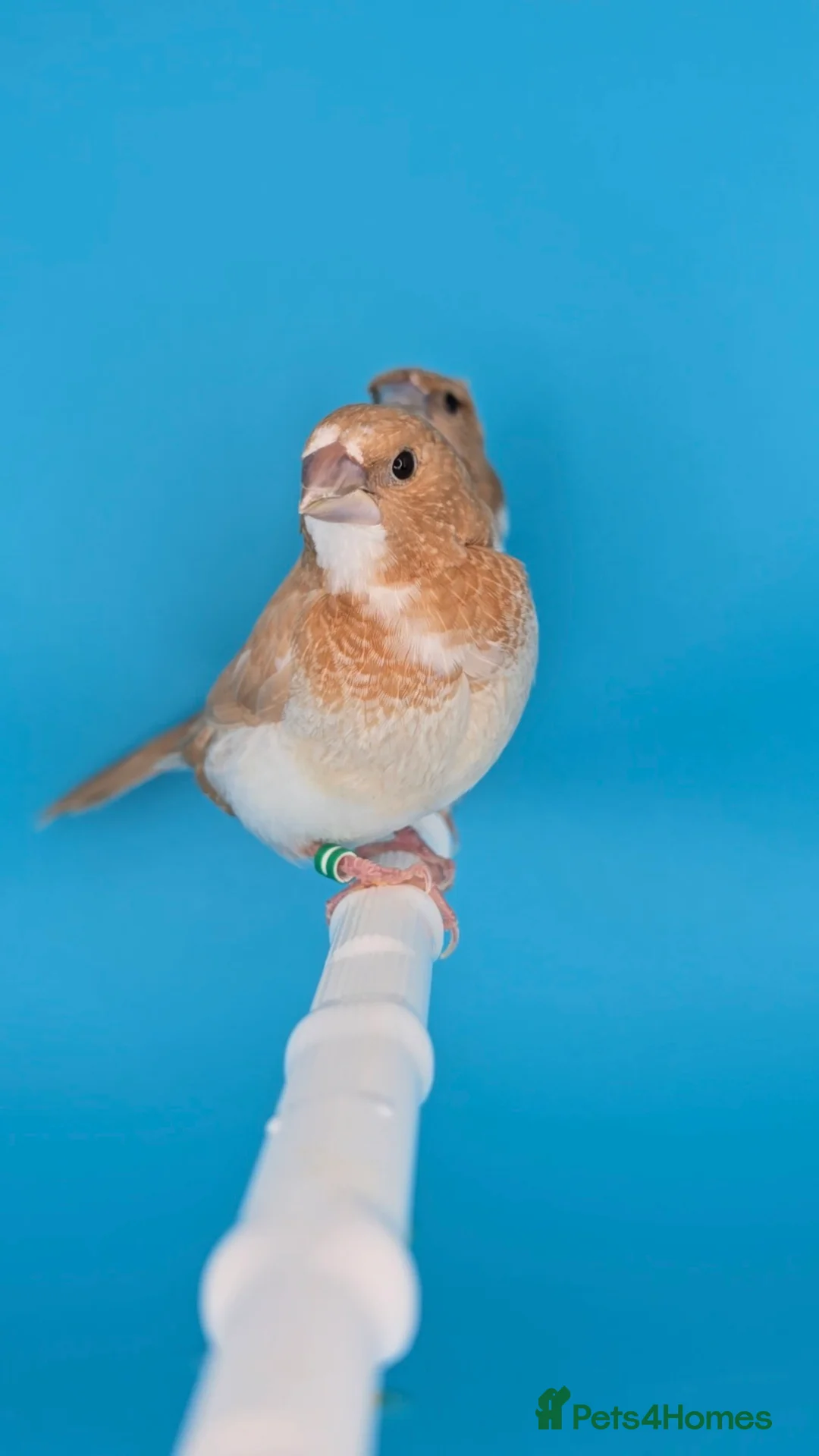 Finches birds for sale: Bengalese finches  - Advert 7