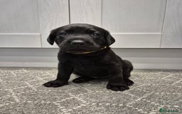 Labrador Retriever dogs for sale: Black Labrador Retreiver pups - Image 11