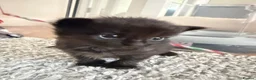 British Shorthair cats for sale: 🐾 10 Adorable Kittens - girls & boys in Exeter - Advert 6