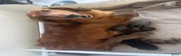 Dachshund dogs for sale: Longhaired Dappled KC reg Standard Dachshund  - Advert 2