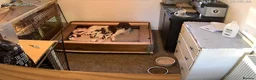 English Springer Spaniel dogs for sale: Working English springer puppies - Advert 1