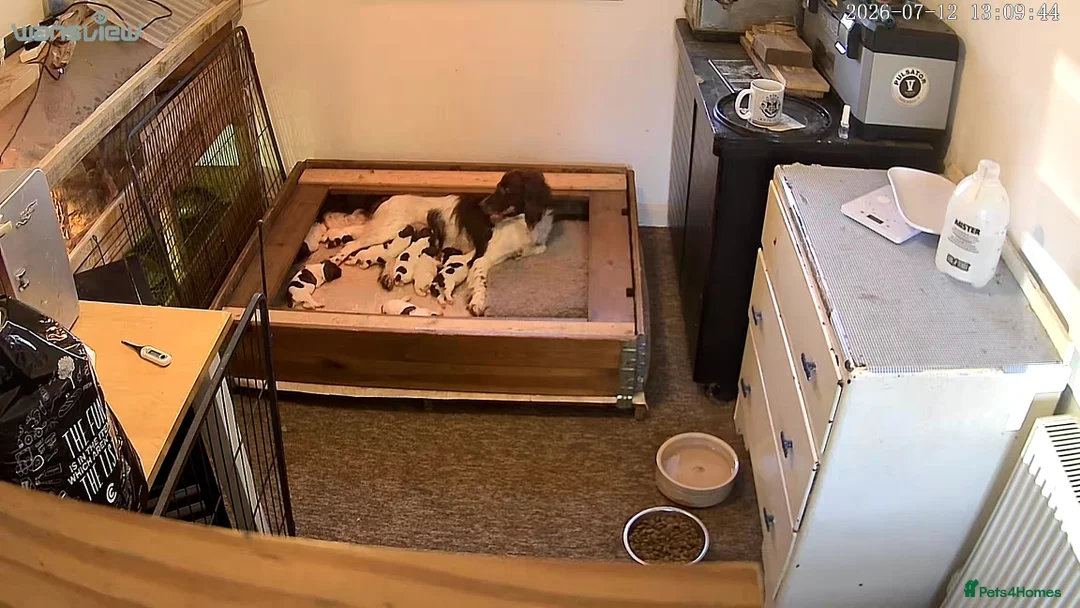 English Springer Spaniel dogs for sale: Working English springer puppies - Advert 1