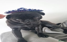 Pug dogs for sale: 3 year old female pug - Image 1